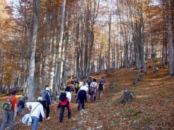 Патеки пешачки